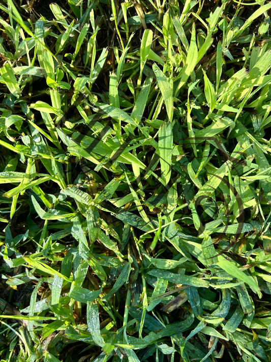 rays of sunshine. morning breeze. early morning dew. (4 by 6 photo)